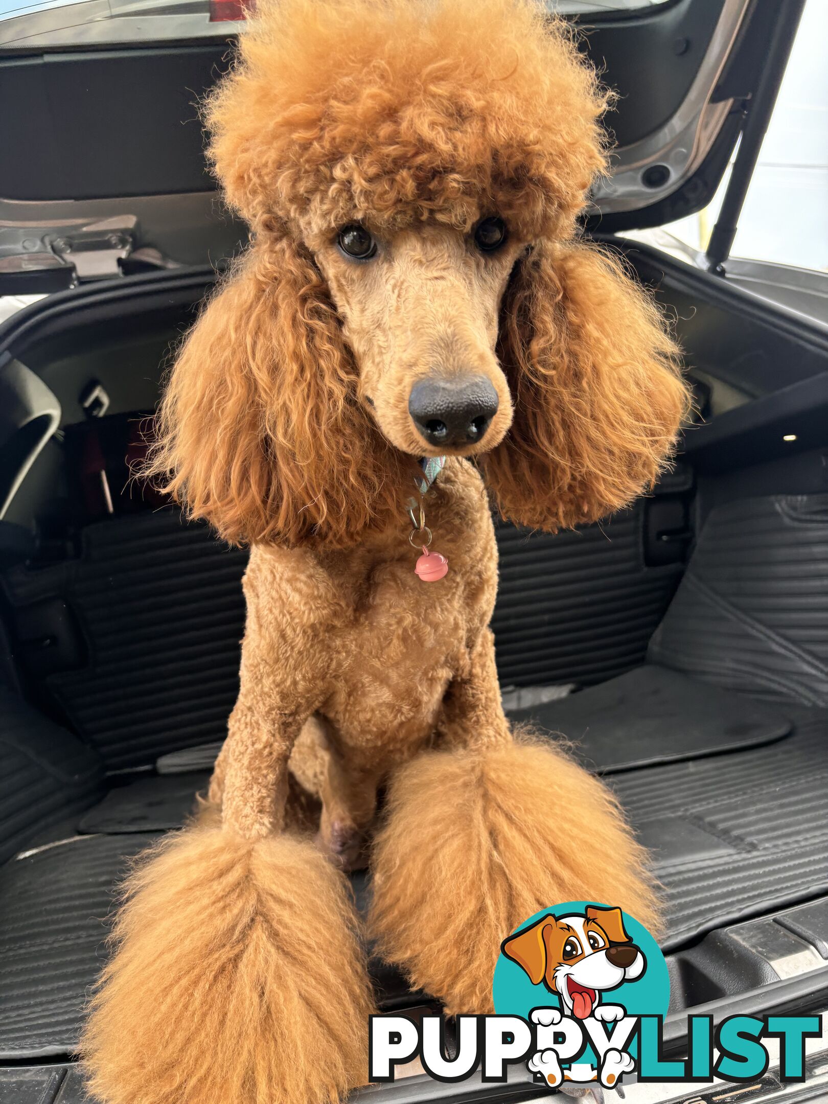 Purebred Teddy bear Red standard poodle puppies