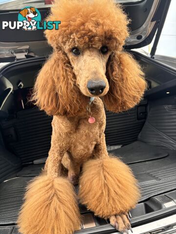 Purebred Teddy bear Red standard poodle puppies