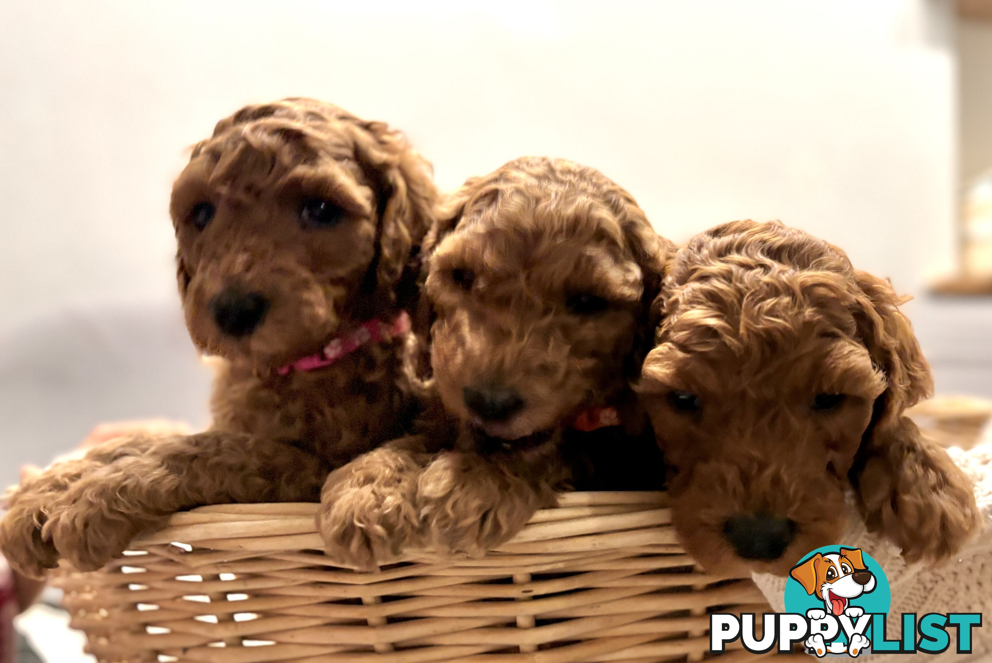 Purebred Teddy bear Red standard poodle puppies