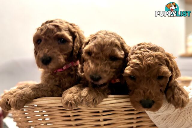 Purebred Teddy bear Red standard poodle puppies