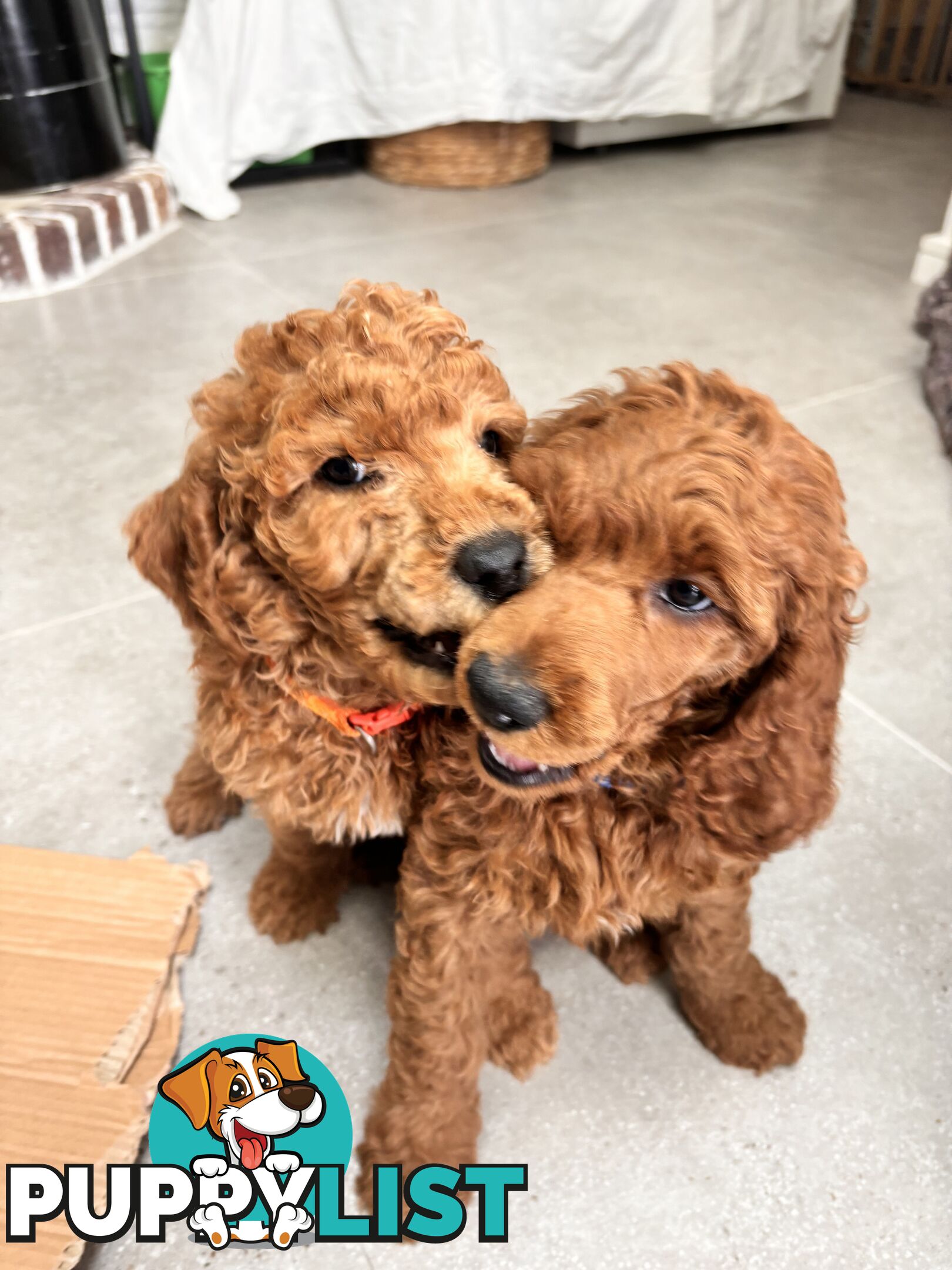 Purebred Teddy bear Red standard poodle puppies