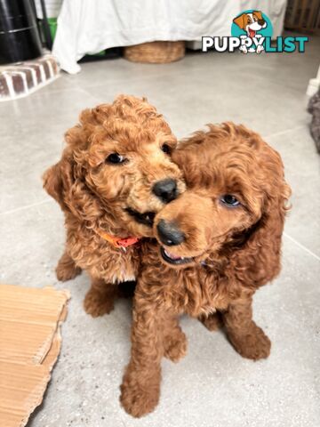 Purebred Teddy bear Red standard poodle puppies