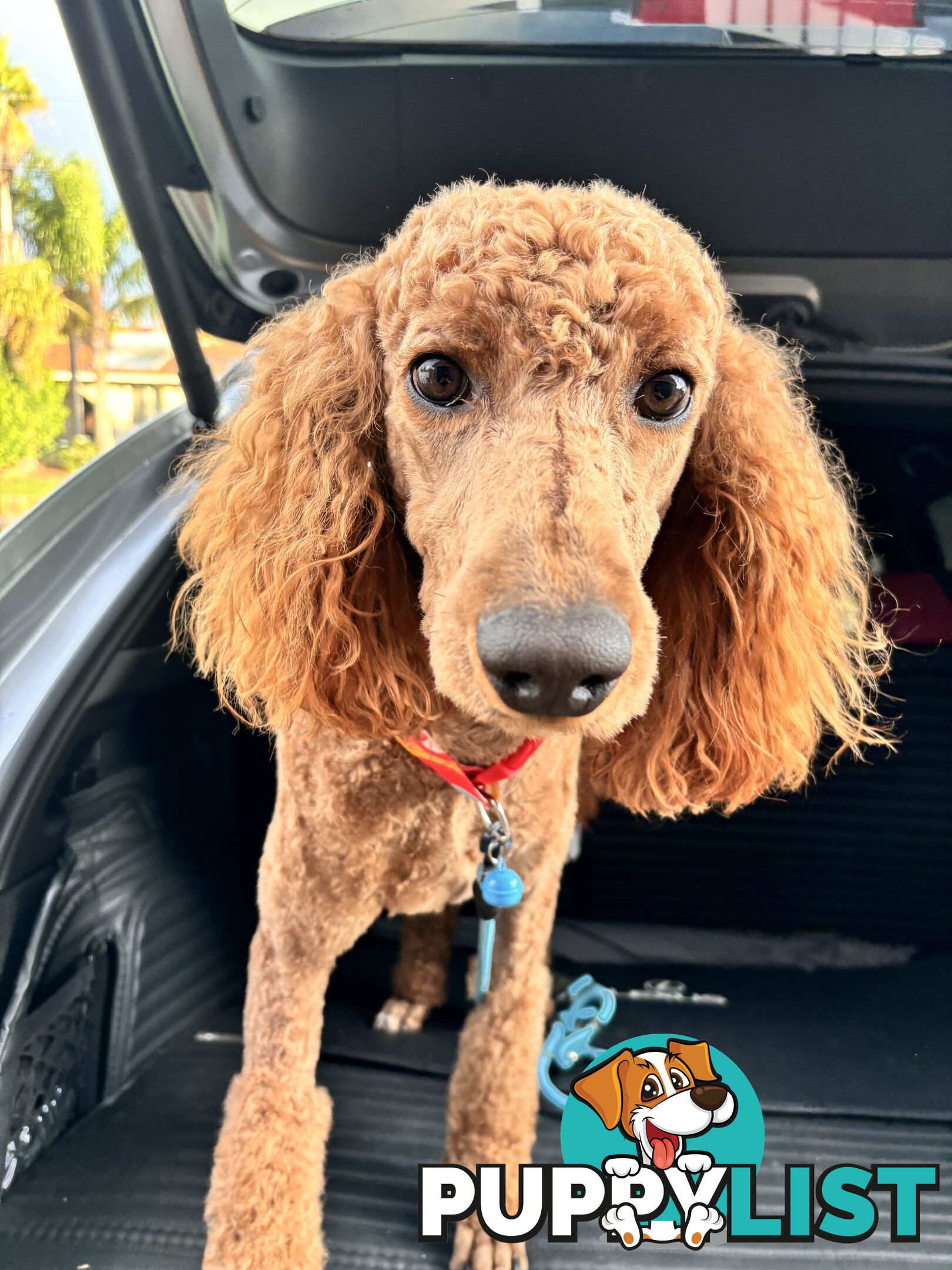 Purebred Teddy bear Red standard poodle puppies