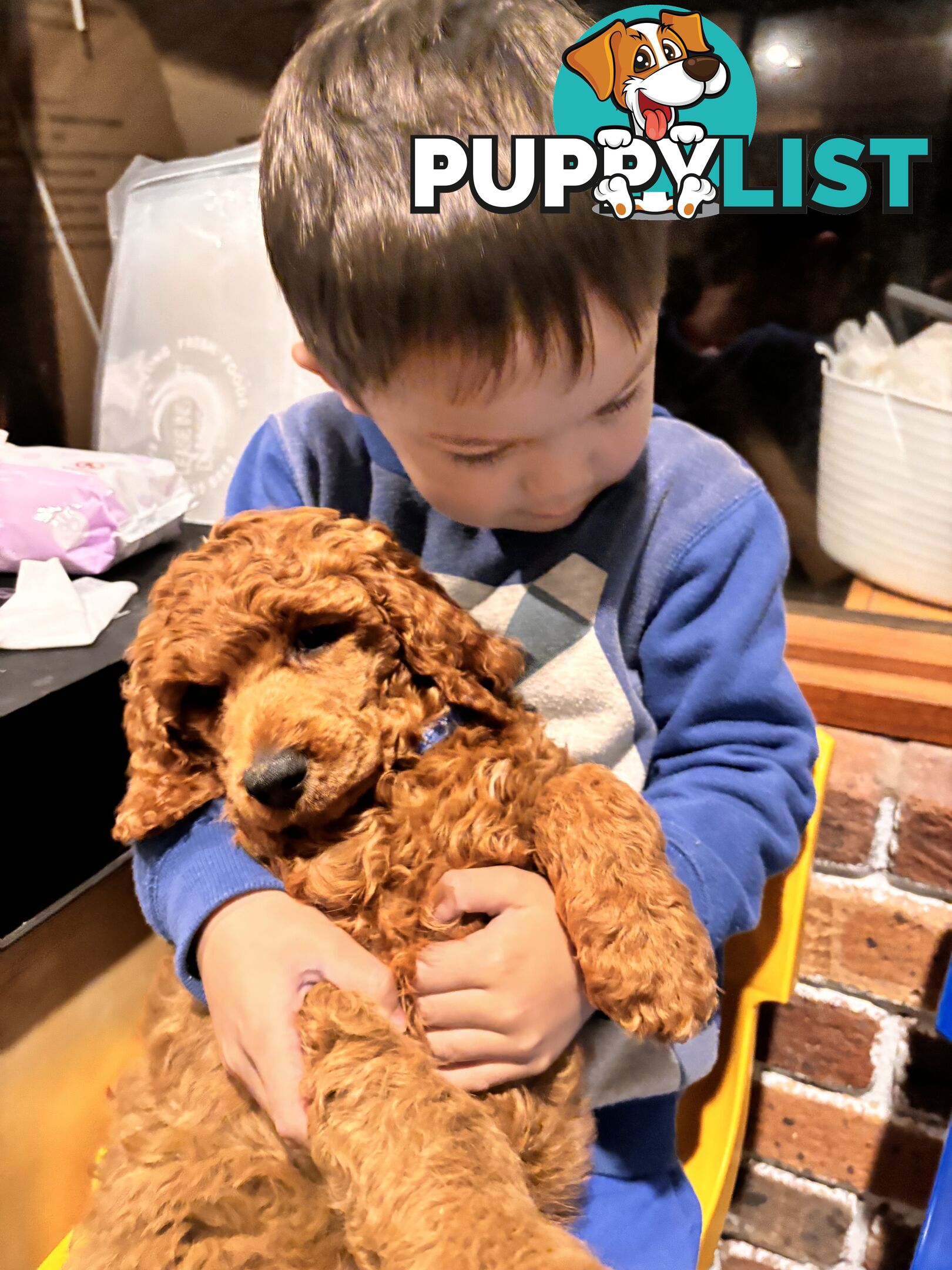 Purebred Teddy bear Red standard poodle puppies