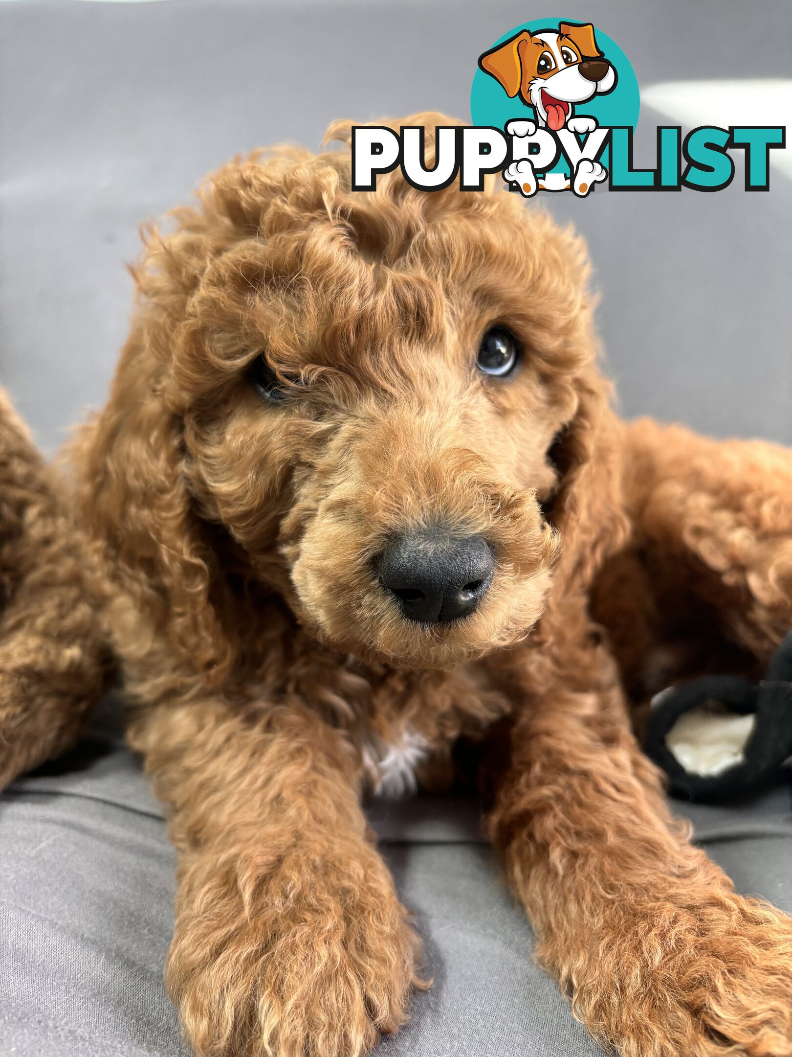 Purebred Teddy bear Red standard poodle puppies