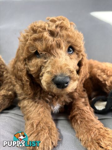 Purebred Teddy bear Red standard poodle puppies