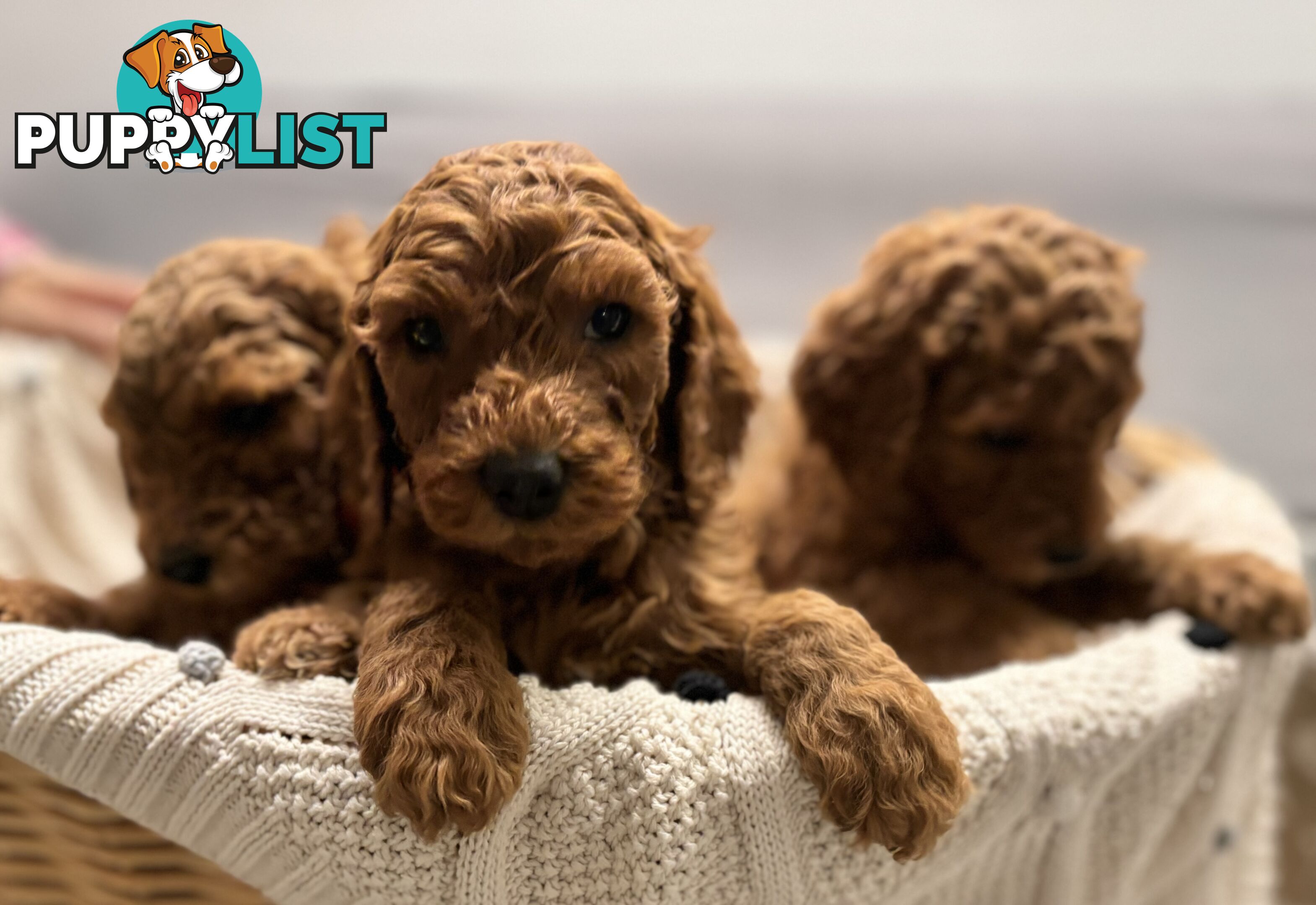 Purebred Teddy bear Red standard poodle puppies