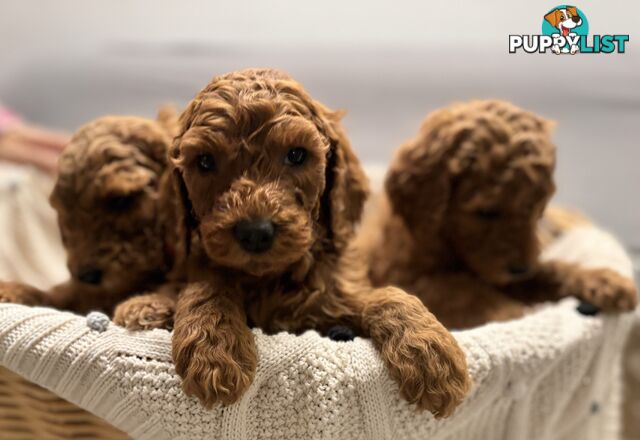 Purebred Teddy bear Red standard poodle puppies