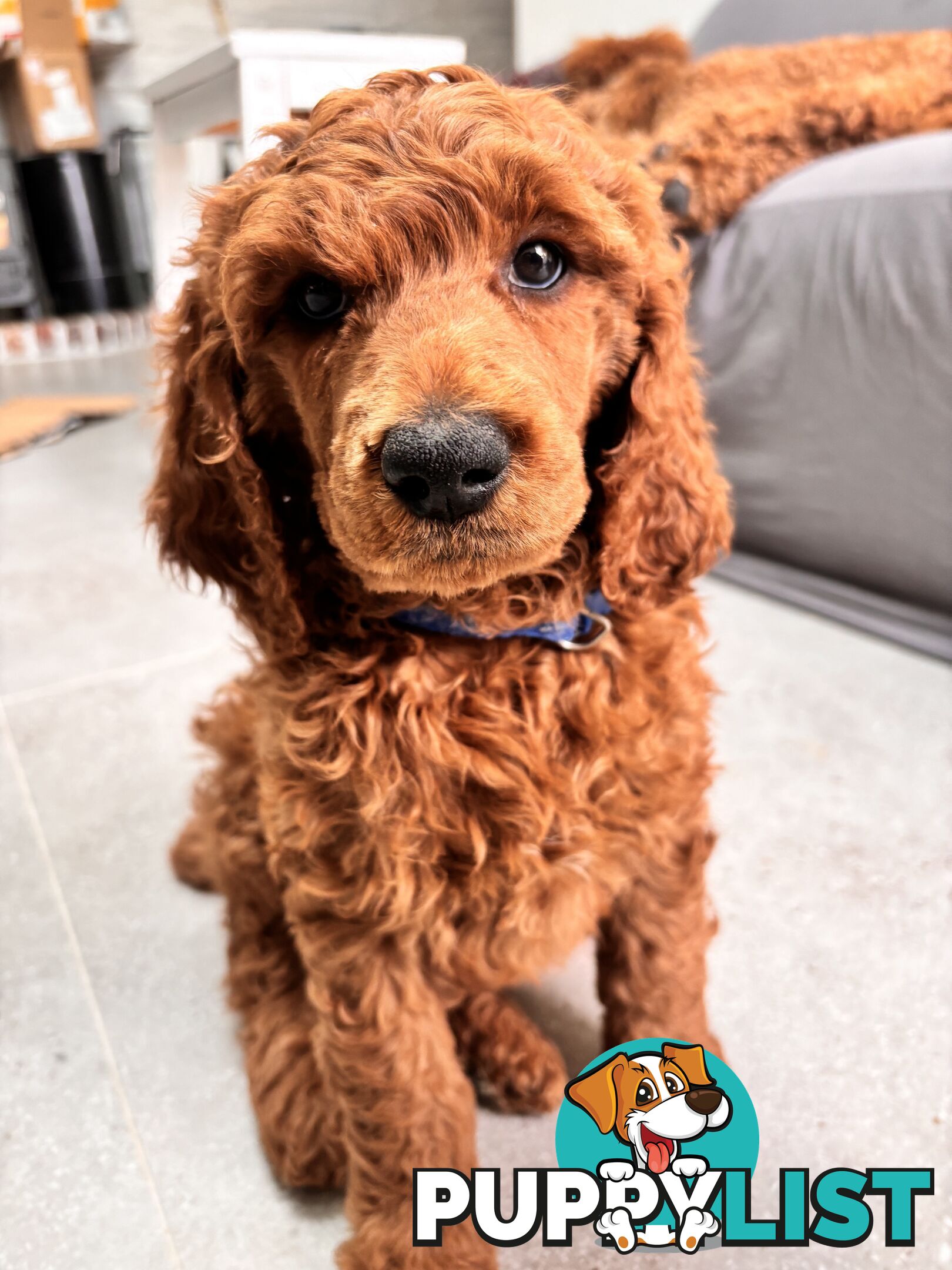 Purebred Teddy bear Red standard poodle puppies