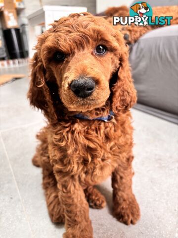 Purebred Teddy bear Red standard poodle puppies