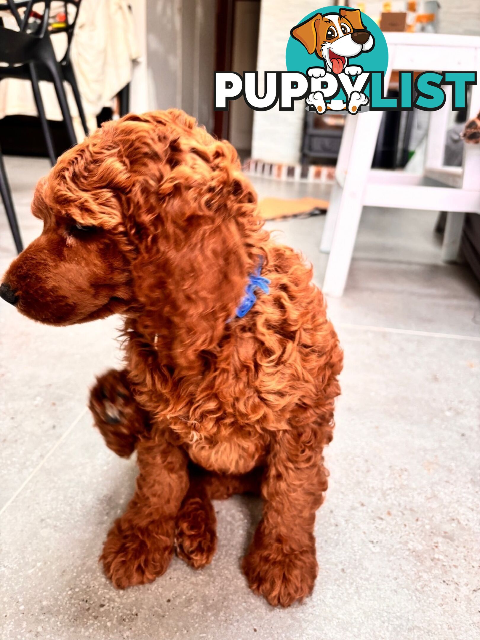 Purebred Teddy bear Red standard poodle puppies