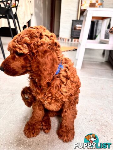 Purebred Teddy bear Red standard poodle puppies