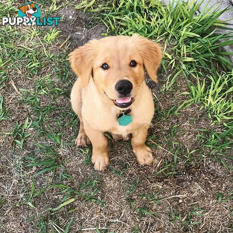 Pure-bred Golden Retriever