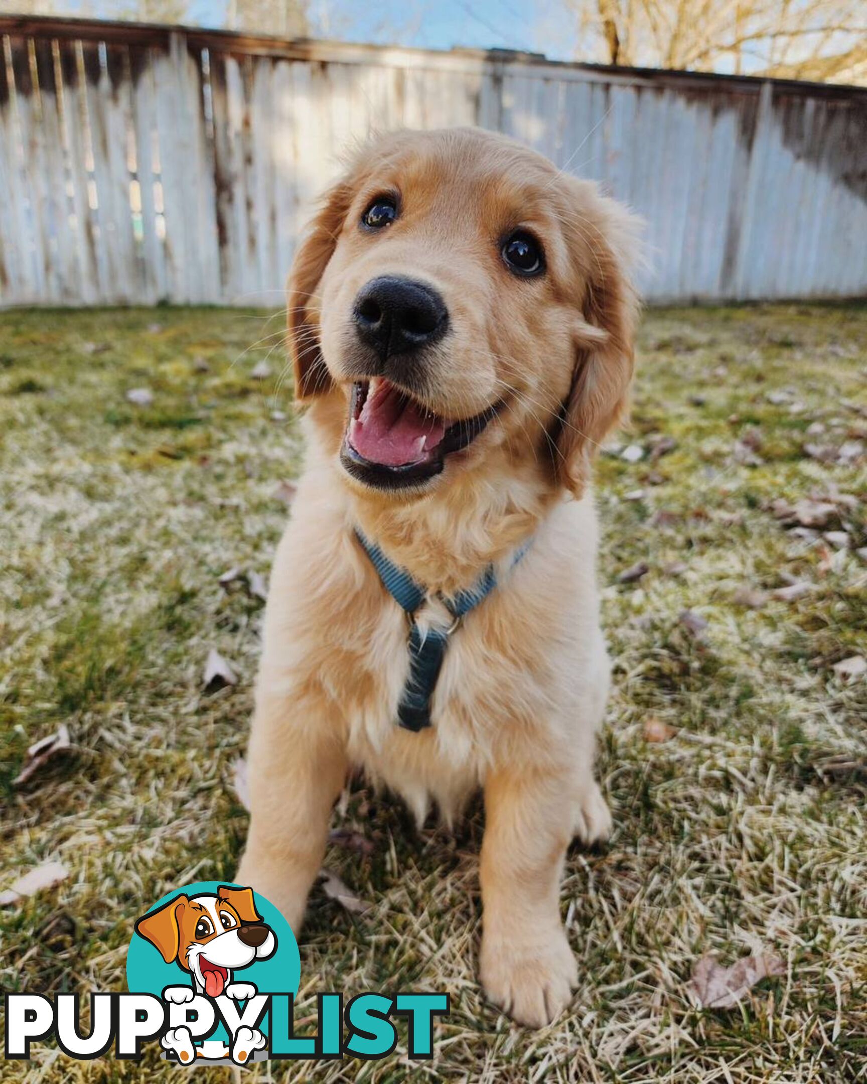 Pure-bred Golden Retriever