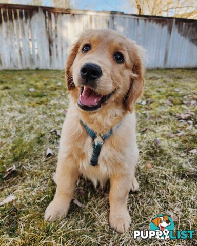 Pure-bred Golden Retriever