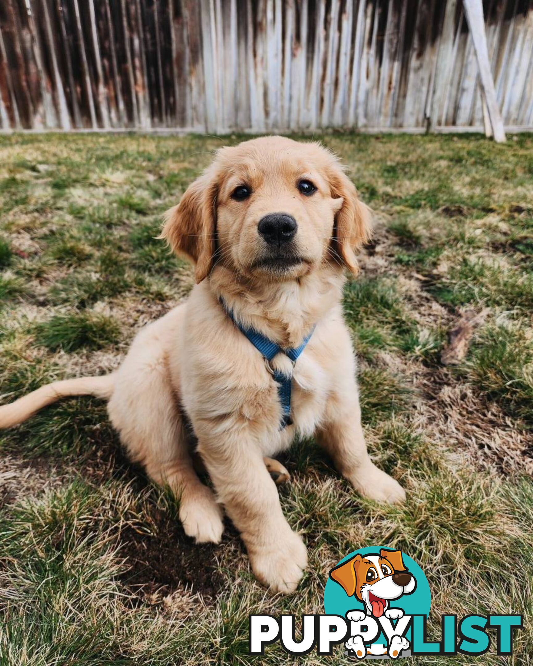 Pure-bred Golden Retriever