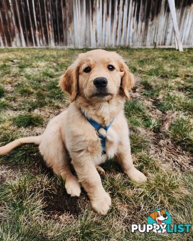 Pure-bred Golden Retriever