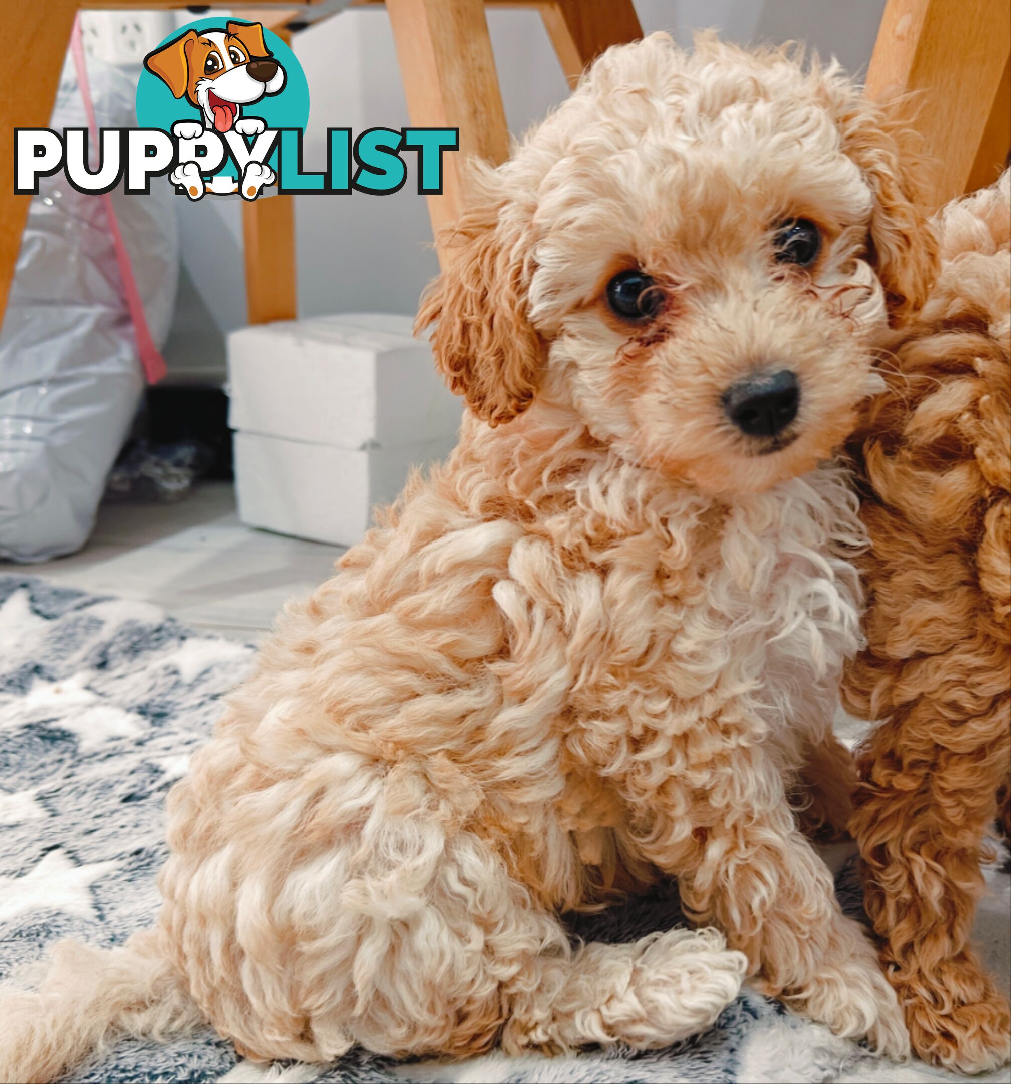 Tiny Toy Cavoodle