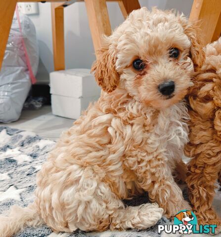 Tiny Toy Cavoodle