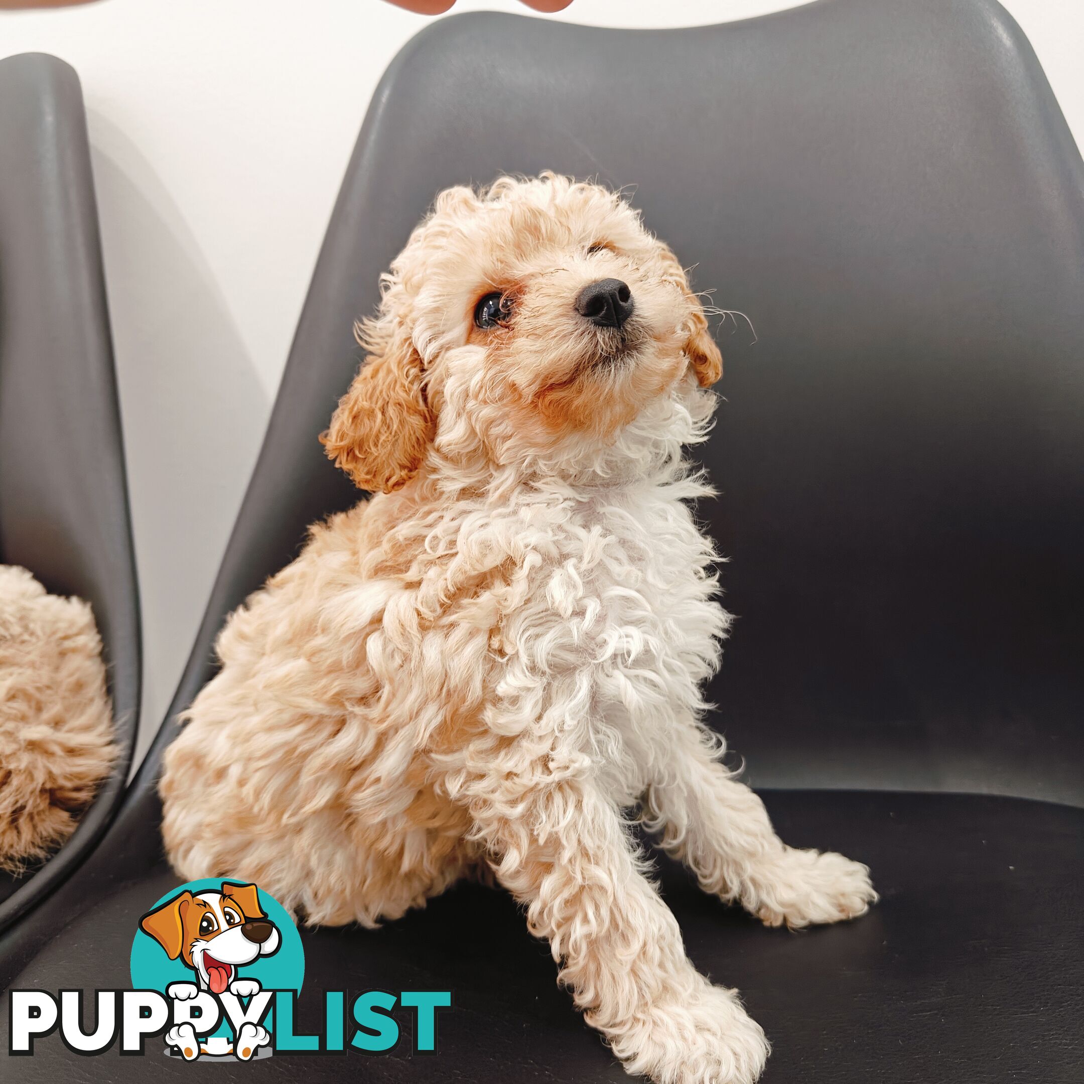 Tiny Toy Cavoodle