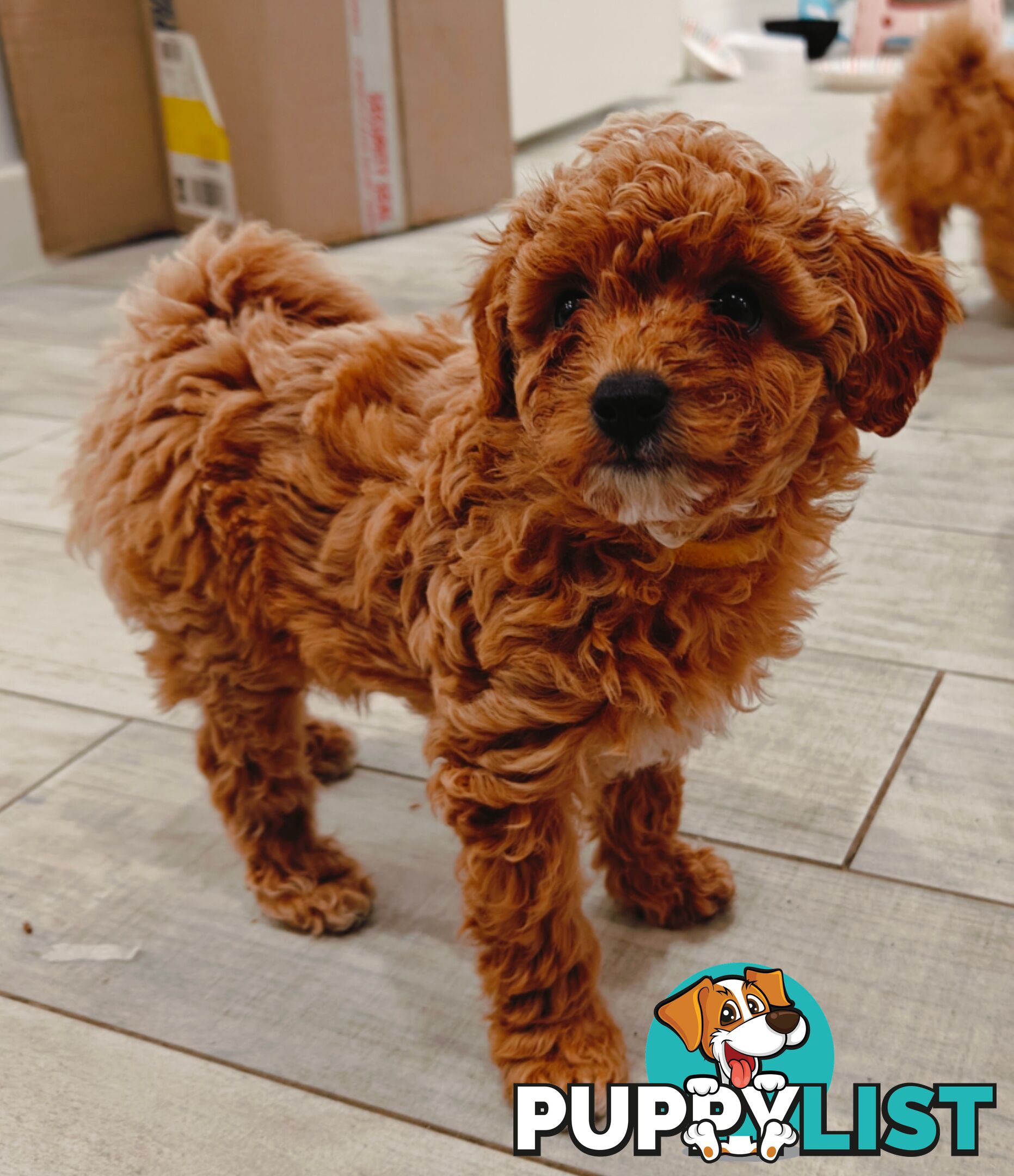 Tiny Toy Cavoodle