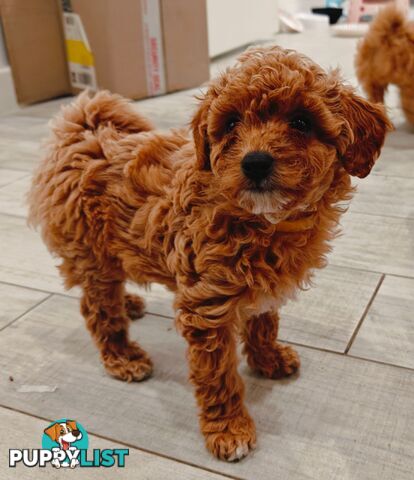 Tiny Toy Cavoodle