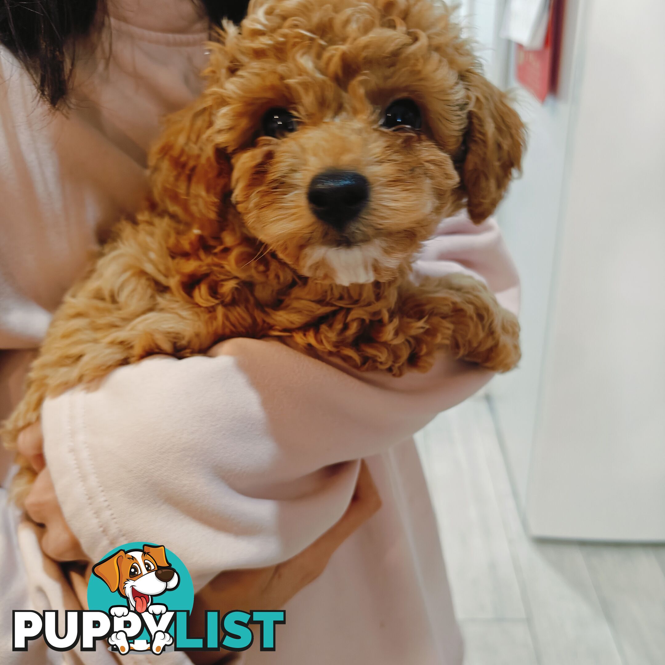 Tiny Toy Cavoodle