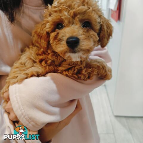 Tiny Toy Cavoodle