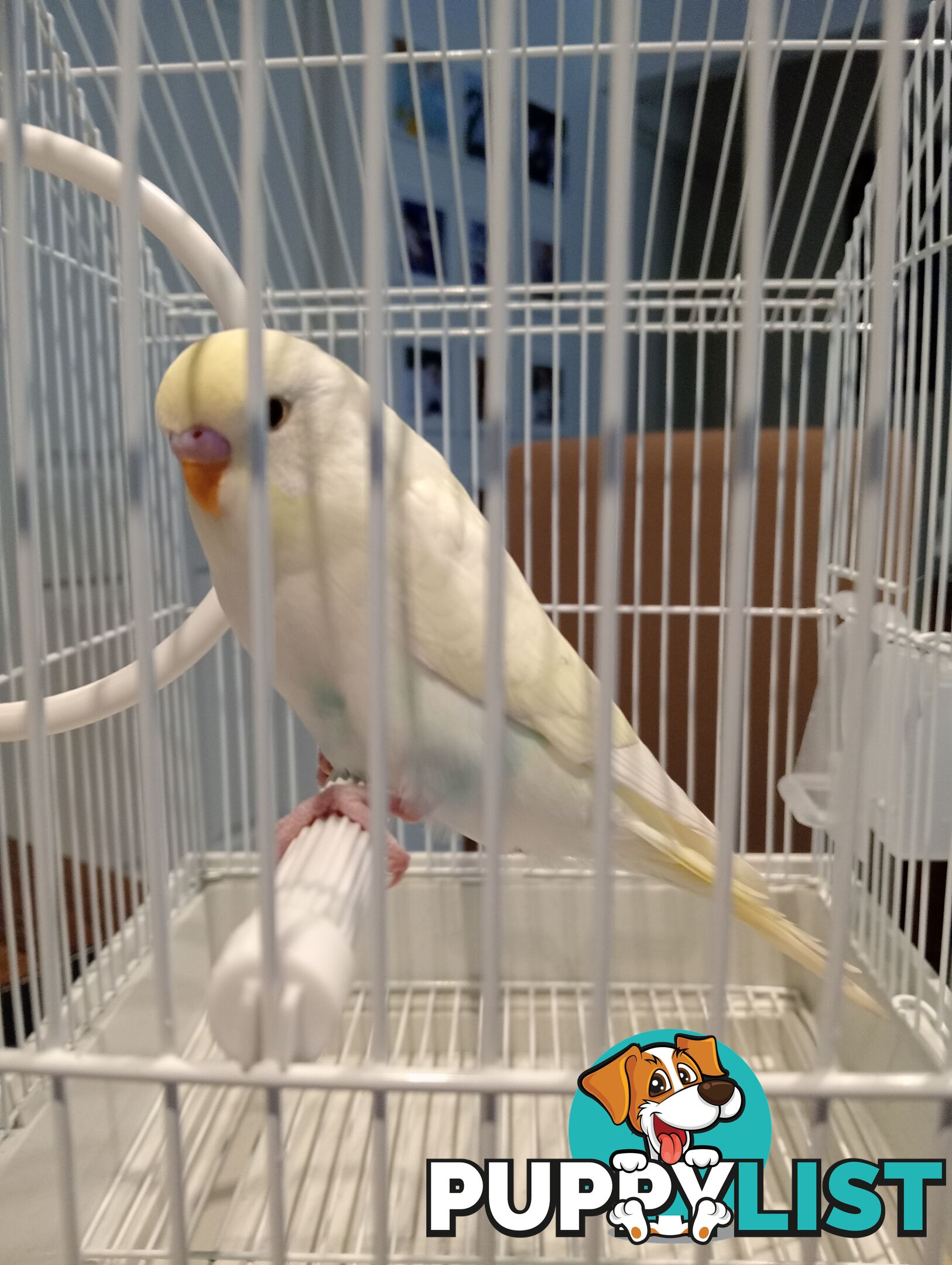 Beautiful young lemon touch of blue budgie in cage