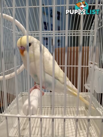 Beautiful young lemon touch of blue budgie in cage