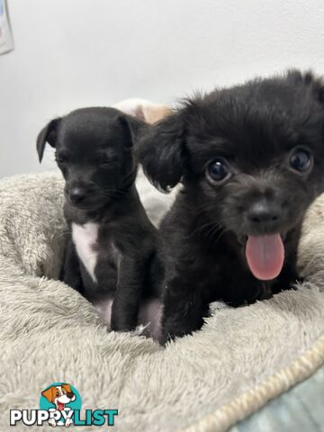 Unique miniature Chipoo puppies - Poodle cross Chihuahua