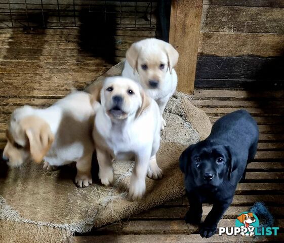Labrador Puppies 8 weeks old