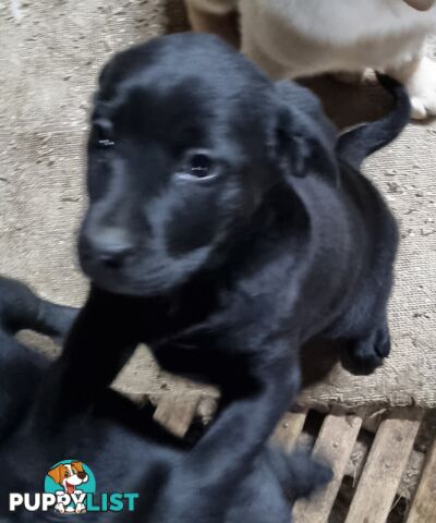 Labrador Puppies 8 weeks old