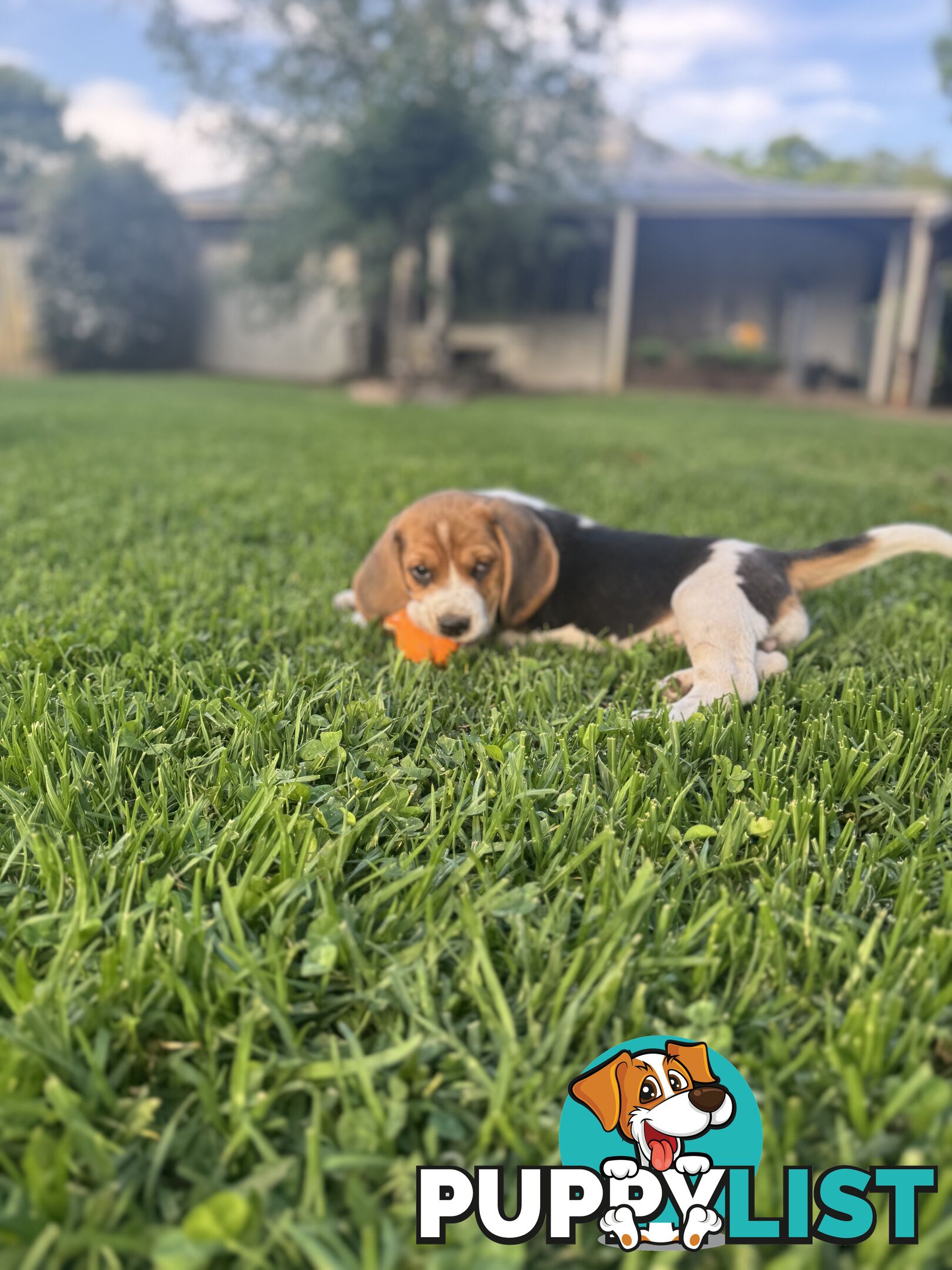 Purebred Beagle Puppies