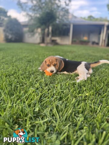 Purebred Beagle Puppies