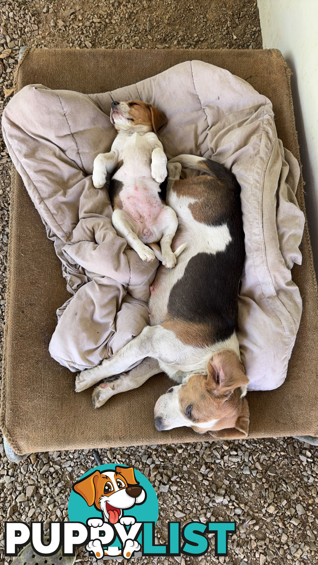 Purebred Beagle Puppies