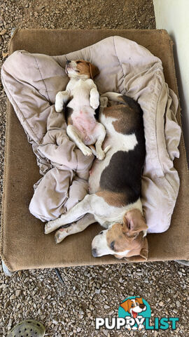 Purebred Beagle Puppies