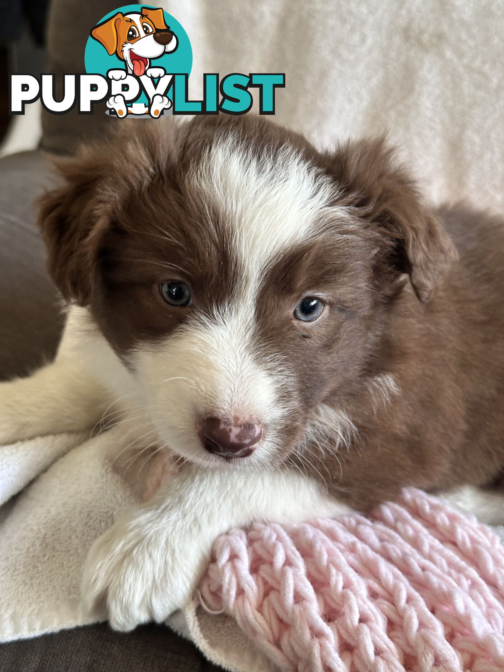 Pure breed border collie pups