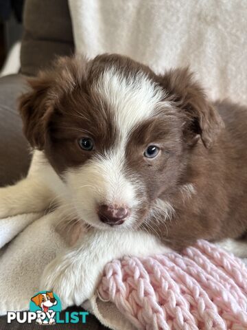 Pure breed border collie pups