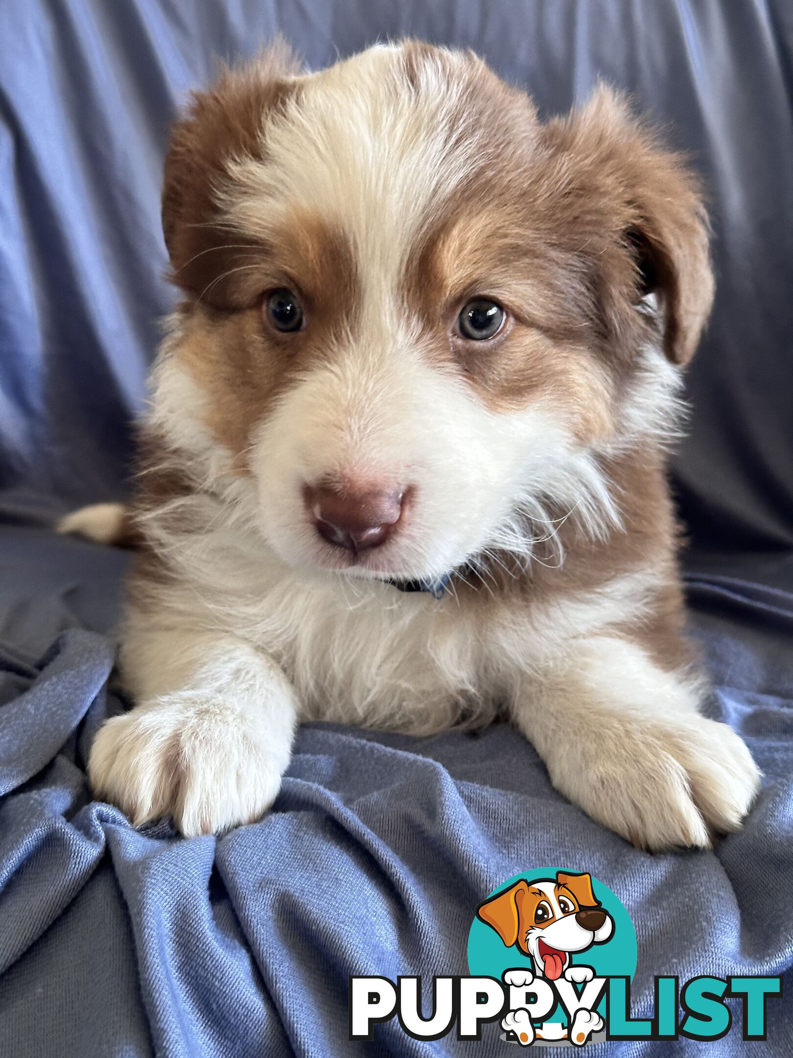 Pure breed border collie pups