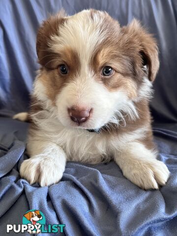 Pure breed border collie pups