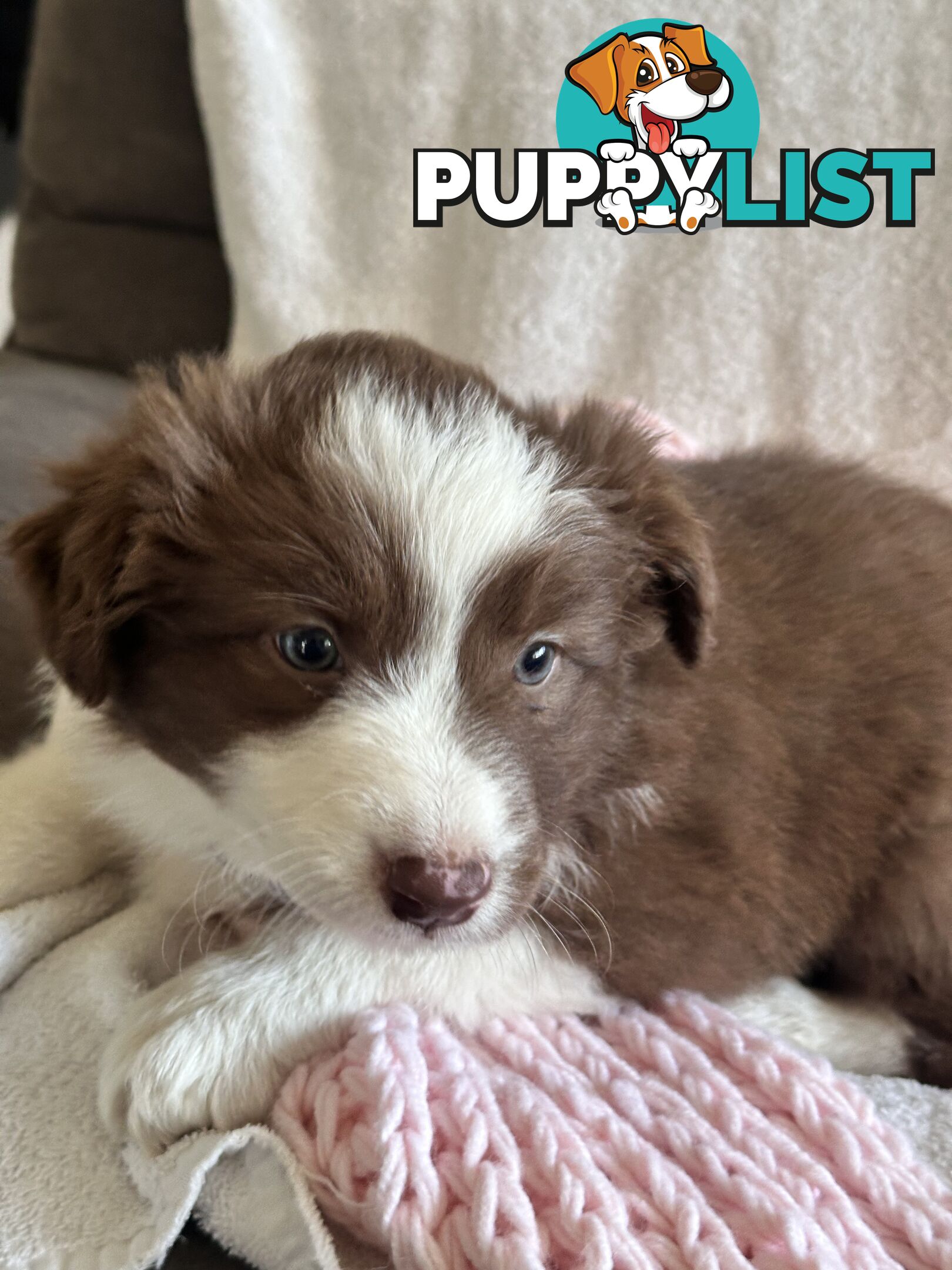 Pure breed border collie pups