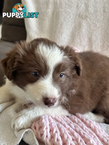 Pure breed border collie pups