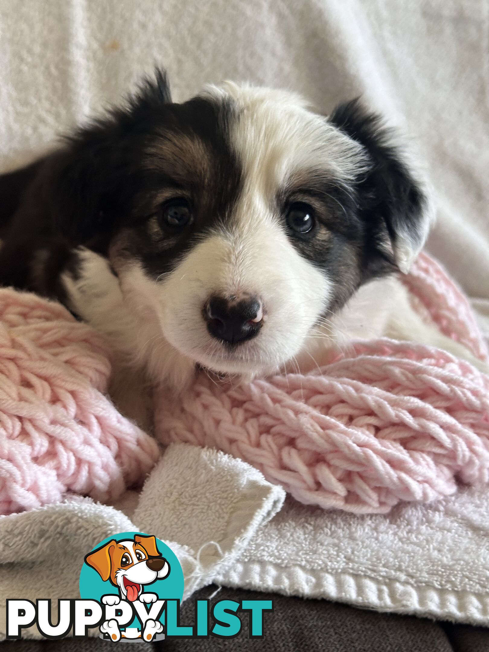 Pure breed border collie pups