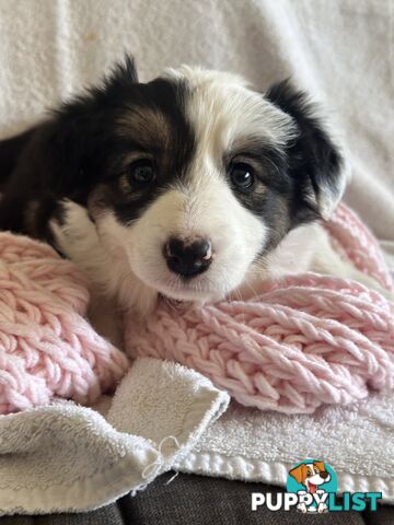 Pure breed border collie pups