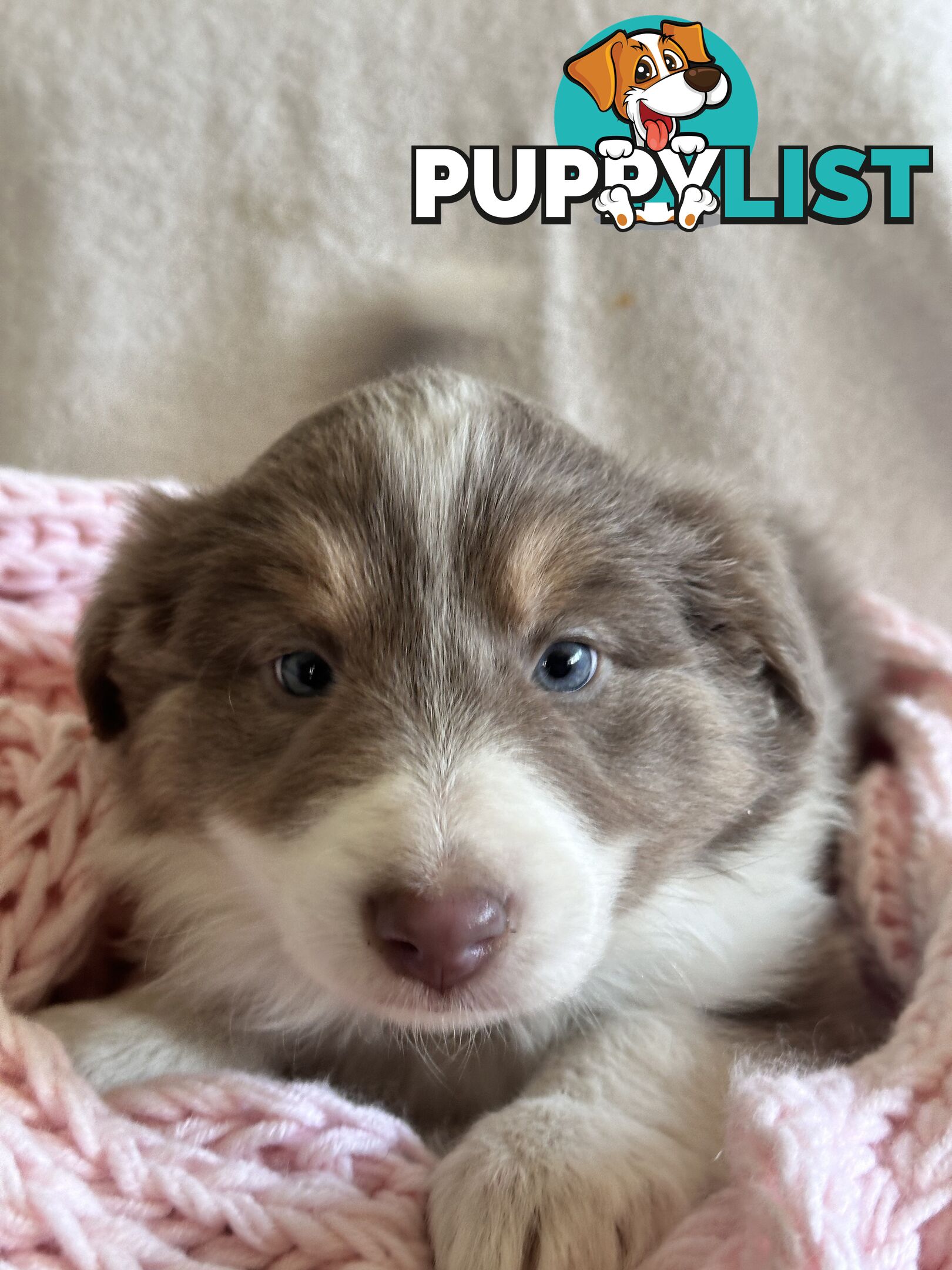 Pure breed border collie pups