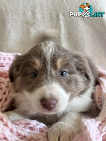 Pure breed border collie pups