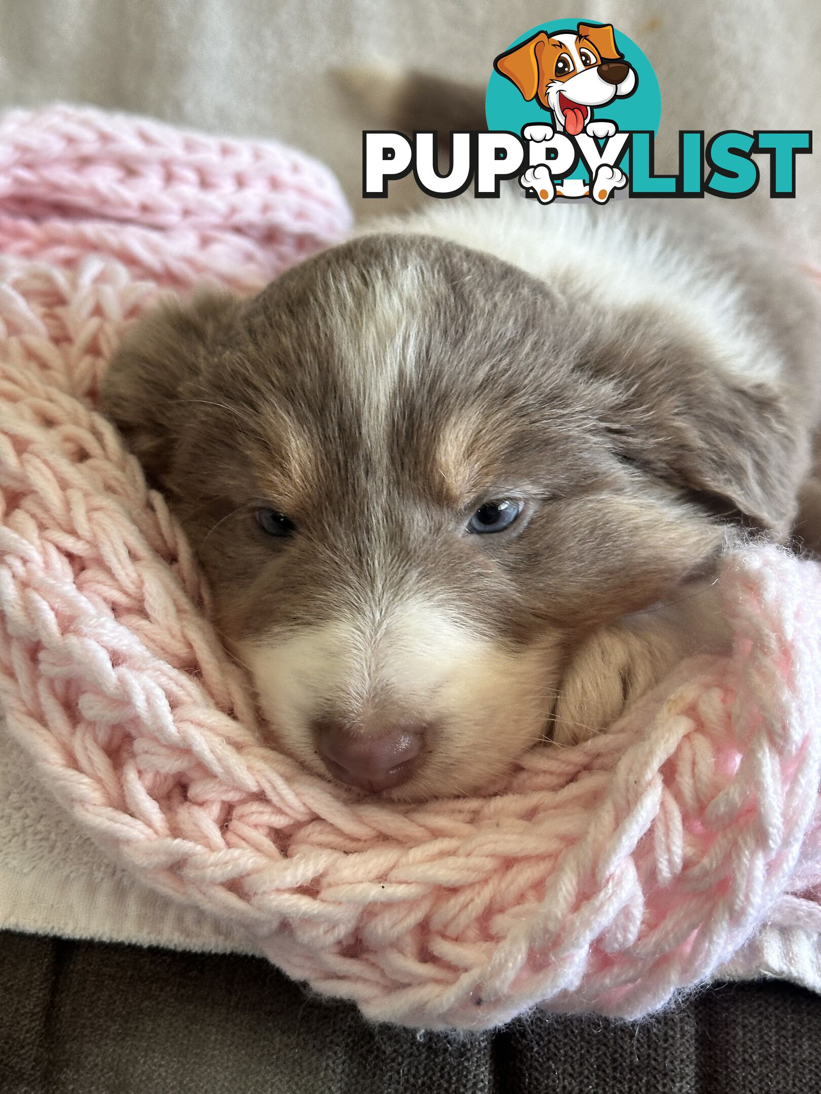 Pure breed border collie pups