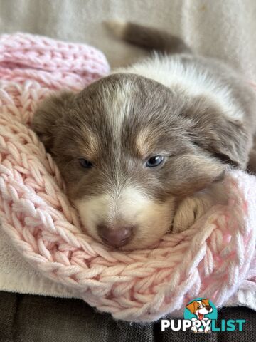 Pure breed border collie pups