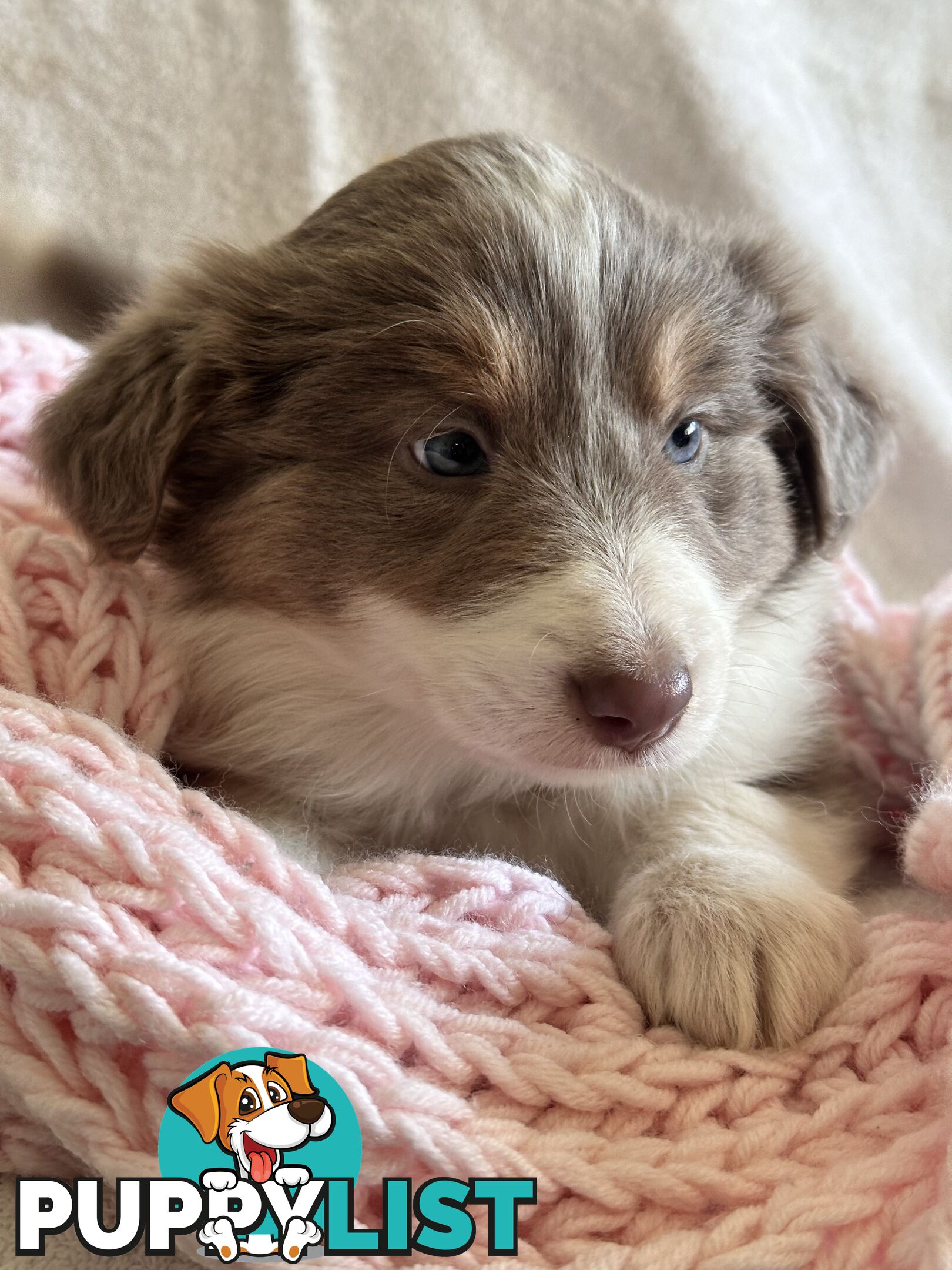 Pure breed border collie pups